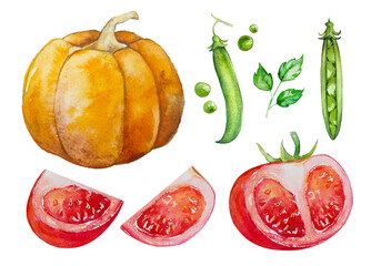 Watercolor vegetables set isolated on white background. One big whole pumpkin, several tomato slices, leaf, fresh peas in a pod. Decorative elements for packaging layout design. Sketch. Organic food