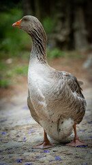 goose bird natural wildlife