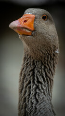 goose bird natural wildlife