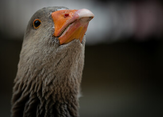 goose bird natural wildlife