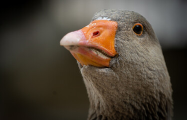 goose bird natural wildlife