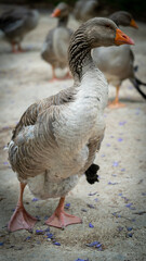 goose bird natural wildlife