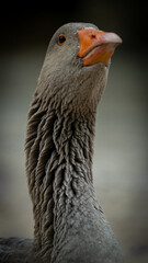 goose bird natural wildlife