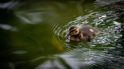 Fototapeta premium pato bebé