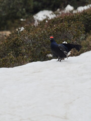 wildlife photo of a Black Grouse - Lyrurus tetrix
