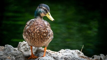 pato animal