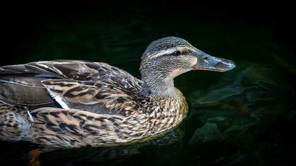 pato &aacute;gua ave 