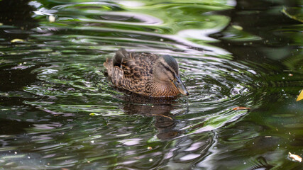 pato ave aquatica animal