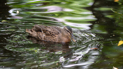 pato ave aquatica animal
