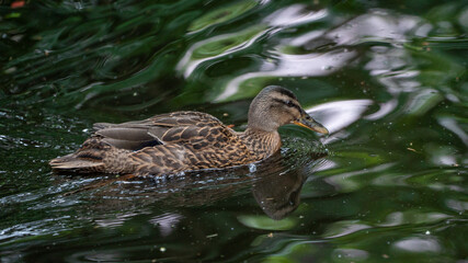 pato ave aquatica animal