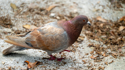 pombo ave animal