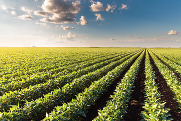 Sunny plantation with growing soya