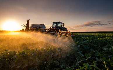 Fototapeta premium Tractor spraying vegetable field in sunset.