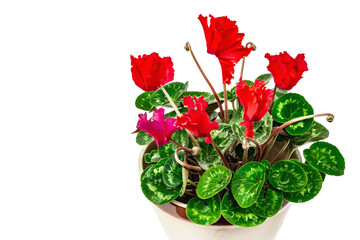 Cyclamen in a plant pot isolated on white background. Red flowering houseplant