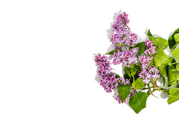 Lilac flowers bouquet isolated on a white background. Springtime concept, floral element