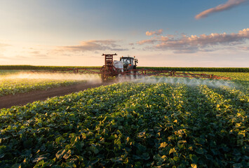 Fototapeta premium Tractor spraying vegetable field in sunset.