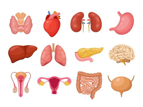 Human internal organs. Isolated anatomy organ of people. Cartoon medicine body elements. Thyroid lungs and heart, male female reproductive system, neoteric vector