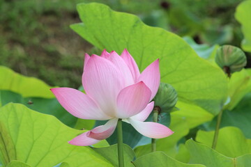 single pale pink Indian lotus (Nelumbo nucifera) flower and buds with leaves