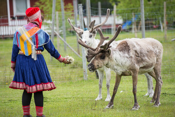Sami woman feeding reindeer, in captivity.