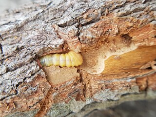 Star apple fruit stem borer (Pachyteria dimidiata) injure on caimito tree in viet nam.