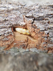 Star apple fruit stem borer (Pachyteria dimidiata) injure on caimito tree in viet nam.