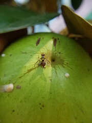 Orient fruit fly (Bactrocera dorsalis) attack on Star apple fruit in Viet Nam.