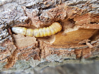 Star apple fruit stem borer (Pachyteria dimidiata) injure on caimito tree in viet nam.