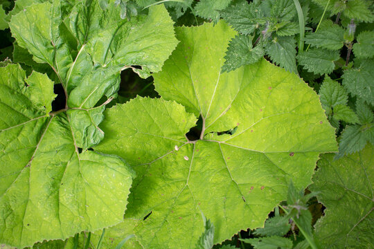 Wild rhubarb or butterbur (Petasites vulgaris) and nettles on a natural green hedge background
