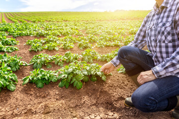 Farmer working in field examining growth of potato crop - obrazy, fototapety, plakaty