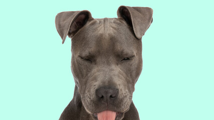 shy little amstaff puppy sticking out its tongue with eyes closed