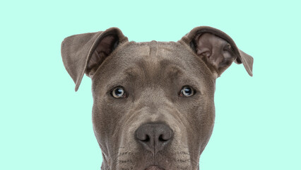 funny amazed face of an amstaff puppy dog