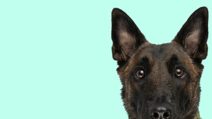 adorable belgian malinois dog is looking amazed