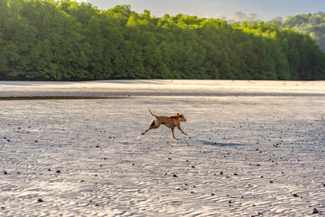 Dog relaxing on sand tropical beach