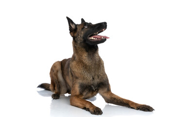 eager belgian shepherd puppy looking up and sticking out tongue