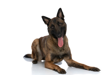 lovely little malinois dog sticking out tongue and panting