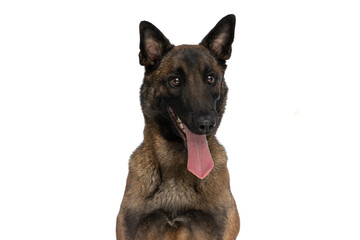 lovely belgian shepherd puppy with tongue out looking away