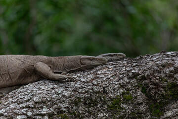 A Monitor couple spotted when mating at Kumana National, Park