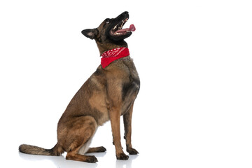 side view of eager guard dog with red bandana looking up and panting