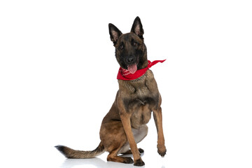 cute malinois police dog with red bandana panting and sitting on back legs