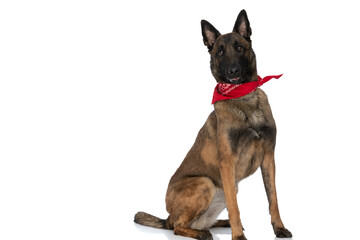 side view of cute belgian malinois dog wearing red bandana