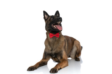 enthusiastic belgian malinois dog looking up and sticking out tongue