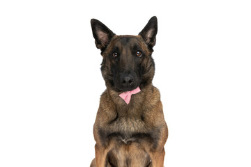 adorable belgian shepherd dog with pink bowtie sitting on white background