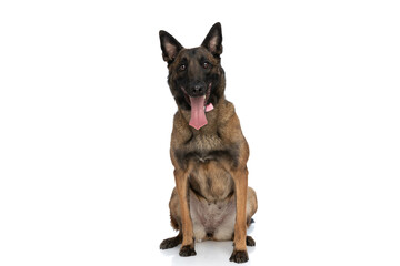 happy little belgian malinois dog with bowtie sticking out tongue