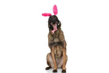 happy belgian shepherd dog with bunny ears and bowtie panting
