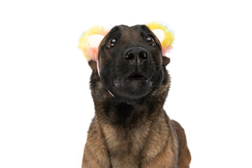 Obraz premium cute belgian shepherd dog with big eyes wearing colorful headband