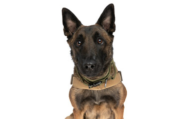 portrait of lovely belgian shepherd dog wearing harness