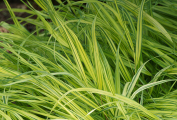 Hakonechloa macra 'Aureola'  |  Herbe du Japon, vivace herbacée ornementale au magnifique touffes de feuilles arquées, linéaires et panachées de vert striées de doré