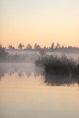 Naklejka premium Meditation by the water. Great Kemeri Bog in Sunrise. Kemeri, Latvia. Travel Baltic countries
