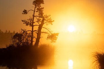 Serene Sunlight over Great Kemeri Bog in Sunrise. Kemeri, Latvia. Travel Baltic countries