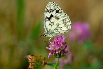 Melanargia galathea,Schachbrett Edelfalter auf einer Blume